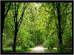 Park, Alejki, Drzewa, Światło, Wiosna