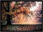 Park, Drzewa, Liście, Przebijające, Światło, Jesień