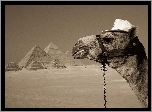 Wielbłąd, Piramidy, Pustynia