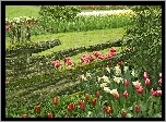 Ogród, Płot, Kwiaty