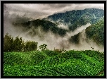 Pola, Herbaciane, Góry, Lasy, Chmury, Indie