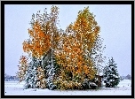 Pola, Stodoła, Drzewa, Zima
