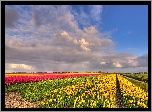 Pole, Plantacja, Kwiaty, Żółte, Różowe, Tulipany