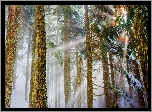 Drzewa, Promienie, Śnieg
