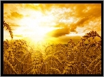 Promienie Słońca, Kłosy, Zbóż