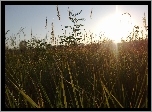 Łąka, Trawy, Promienie Słońca