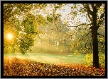 Jesień, Drzewa, Polana, Przebijające światło, Mgła, Liście