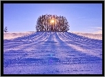 Śnieg, Pole, Drzewa, Przebijające, Słońce