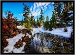 Stany Zjednoczone, Stan Waszyngton, Rezerwat przyrody Alpine Lakes Wilderness, Jezioro, Zima, Świerki
