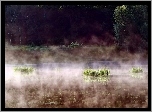 Jezioro, Rośliny, Mgła