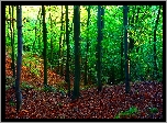 Polska, Gdańsk, Trójmiejski Park Krajobrazowy, Las Oliwski, Drzewa, Rośliny