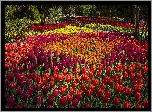 Park, Różnokolorowe, Tulipany