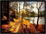 Rzeka, Droga, Drzewa, Jesień