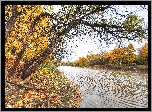 Rzeka, Jesień, Żółte, Liście, Drzewa
