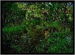 Rzeka Myakka River, Park stanowy Myakka River, Stan Floryda, Stany Zjednoczone, Drzewa, Las, Rośliny, Trawa