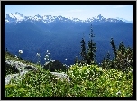 Skały, Roślinność, Góry, Kanada