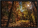 Czarnogóra, Park Narodowy Biogradska Gora, Las, Drzewa, Jesień, Promienie słońca