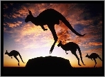 Zachód, Słońca, Kangury