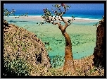 Socotra Island, Jemen, Drzewo, Morze