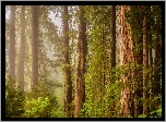 Stany Zjednoczone, Stan Kalifornia, Park Narodowy Redwood, Las, Mgła, Drzewa, Sekwoje
