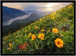 Stany Zjednoczone, Stan Waszyngton, Rezerwat przyrody Columbia River Gorge, Góry Kaskadowe, Rzeka Kolumbia, Stok, Kwiaty balsamorhiza, Wschód słońca, Łąka