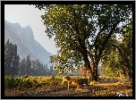 Stany Zjednoczone, Stan Kalifornia, Park Narodowy Yosemite, Dolina Yosemite Valley, Jelenie, Drzewa, Góry, Jesień, Droga