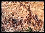 Stany Zjednoczone, Stan Kolorado, Park Narodowy Mesa Verde, Skały, Ruiny osiedla klifowego, Pałac Klifowy, Zabytek