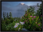 Stany Zjednoczone, Stan Waszyngton, Park Narodowy Mount Rainier, Szczyt Mount Rainier, Stratowulkan, Mgła, Kwiaty, Rośliny