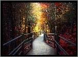 Stany Zjednoczone, Stan Minnesota, Park stanowy Grand Portage State Park, Aleja, Drzewa, Jesień