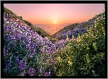 Stany Zjednoczone, Stan Kalifornia, San Francisco, Szlak Coastal Trail, Kwiaty, Łubin, Zachód słońca, Morze, Wzgórza