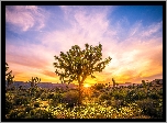 Stany Zjednoczone, Stan Kalifornia, Park Narodowy Joshua Tree, Jukki krótkolistne, Drzewo Jozuego, Roślinność, Wschód słońca