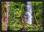 Stany Zjednoczone, Stan Tennessee, Park Narodowy Great Smoky Mountains, Wodospad Mouse Creek Falls, Omszałe, Skały, Las, Drzewa, Roślinność