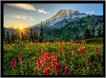 Stratowulkan Mount Rainier, Góry, Park Narodowy Mount Rainier, Drzewa, Łąka, Kwiaty, Promienie słońca, Stan Waszyngton, Stany Zjednoczone