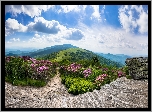 Szlak Appalachów, Szczyt Roan Mountain, Góry Appalachy, Stan Tennessee, Stany Zjednoczone, Skały, Różaneczniki