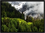 Szwajcaria, Góry Alpy, Lasy, Mgła