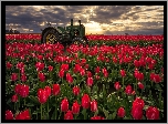 Pole, Tulipany, Traktor, Wschód słońca, Hrabstwo Clackamas, Stan Oregon, Stany Zjednoczone