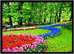 Tulipany, Szafirki, Park, Keukenhof, Lisse