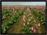 Różowe, Tulipany, Uprawa