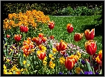 Tulipany, Kolorowe, Kwiaty, Trawnik, Park