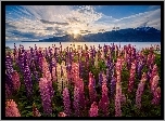 Łubin, Jezioro Pukaki, Promienie słońca,  Nowa Zelandia