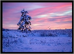 Szwecja, Region Värmland, Gmina Arvika, Zima, Wschód słońca, Ośnieżone, Drzewo