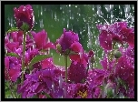 Kwiaty, W, Deszczu