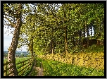 Wieś Denby Dale, Droga, Drzewa, Las, Mur, Kamienie, Płot, Hrabstwo West Yorkshire, Anglia