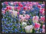 Wiosna, Ogród, Tulipany, Niezapominajki
