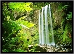 Skała, Wodospad, Paprocie