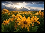 Stany Zjednoczone, Stan Wyoming, Park Narodowy Grand Teton, Góry, Łąka, Kwiaty, Balsamorhiza, Chmury