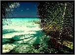 Morze, Wyspa, Palmy