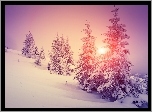Wzgórze, Zima, Drzewa, Zachód słońca