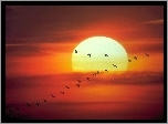 Zachód Słońca, Ptaki
