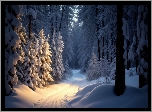 Zima, Las, Śnieg, Zaśnieżona, Droga, Drzewa